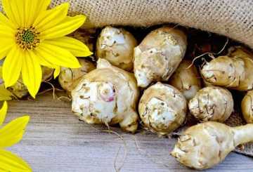 Всё о пользе топинамбура для здоровья и долголетия