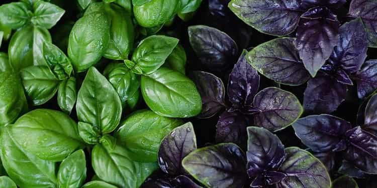 Всё о том, какими полезными и лечебными свойствами обладает базилик